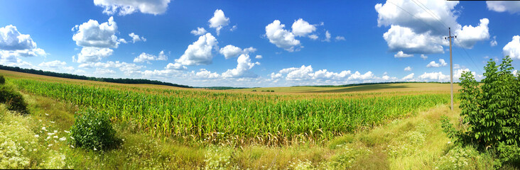 Fototapeta na wymiar Panorama of сorn field in summer day with bright cloudy sky
