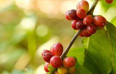 Close up bean coffee in nature