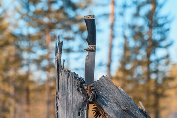 Fototapeta premium Cutting knife on tree in the forest chopped in half.