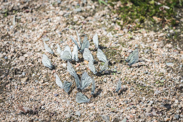 White butterflies with beautiful wings sit on the ground in groups in the warm season.