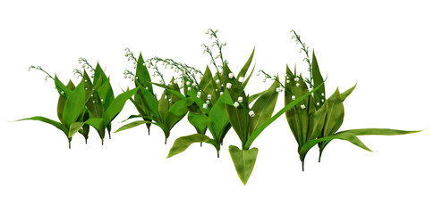 3D Rendering Lily of the Valley Flowers on White