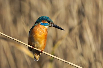 Kingfisher