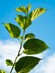 Leaves in the sky background