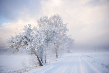 Winter landscape, rural road and white trees covered with snow at Krimulda,Latvia