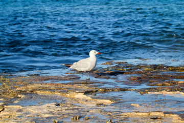 Eine Möwe am Strand der Ostsee, gehört einfach dazu