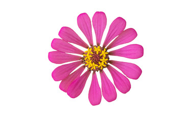 Closeup of pink flowers with petals on isolate background.