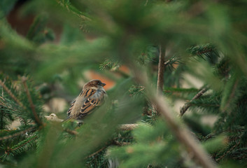 Eurasian tree sparrow sitting on tree branch with green blurred background.  Sparrow on the tree