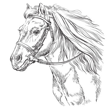 Horse portrait vector 21