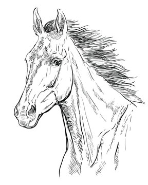 Horse portrait vector 23