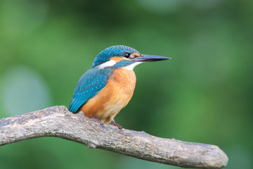 Kingfisher