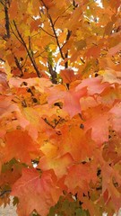 autumn leaves background