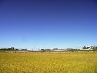 冬の田圃と青空風景