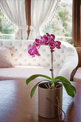 Beautiful orchid in the background of a comfortable cabin