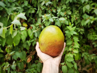 hand holding a mango fruit