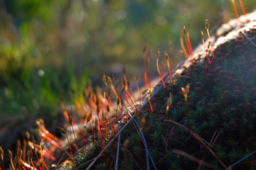 Blooming moss macro photo. Spring forest background