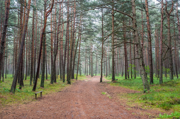 Beautiful pine forest on the Baltic sea seaside. Poland