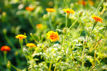 Yellow color flower on tree branch 