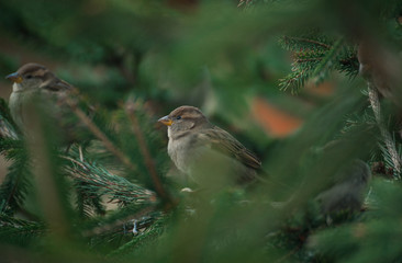 Eurasian tree sparrow sitting on tree branch with green blurred background.  Sparrow on the tree
