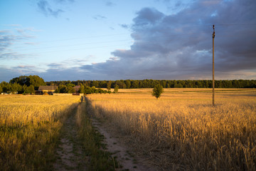 Fototapeta na wymiar grain fields near Lipce Reymontowskie, Poland