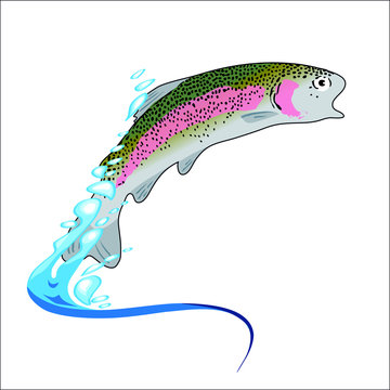 Illustration vectorielle couleur d&rsquo;une truite arc en ciel sautant hors de l&rsquo;eau.