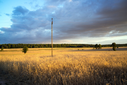 grain fields near Lipce Reymontowskie, Poland