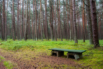 Bench in a pine forest on the Baltic sea seaside. Poland