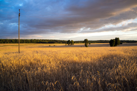 grain fields near Lipce Reymontowskie, Poland