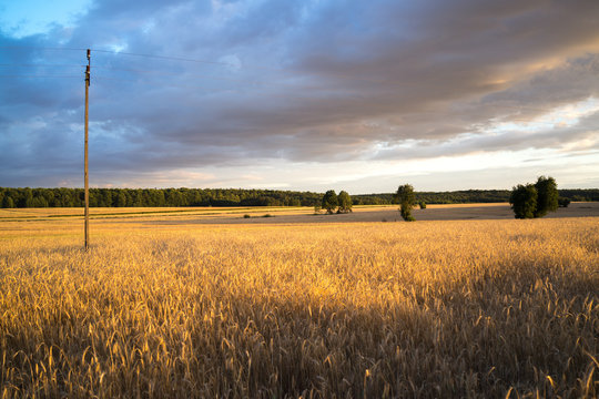 grain fields near Lipce Reymontowskie, Poland