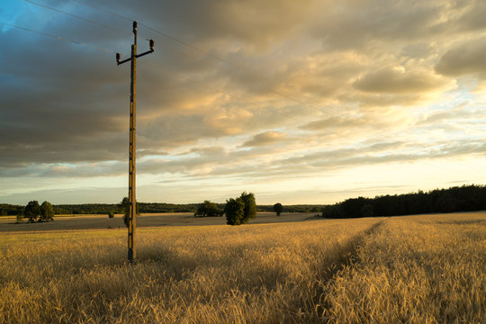 grain fields near Lipce Reymontowskie, Poland