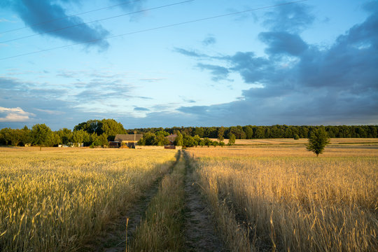 grain fields near Lipce Reymontowskie, Poland