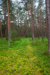 Obraz premium Beautiful pine forest on the Baltic sea seaside. Poland