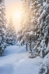 Fototapeta premium Sun shining on winter landscape with pine trees. Spruce forest with snow on branches. Pathway under the soft snow. Tromso, Norway.