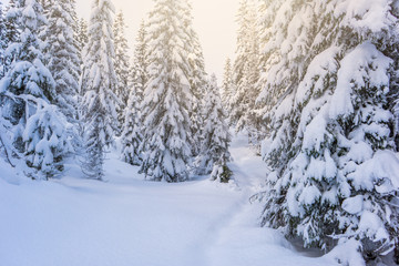 Beautiful winter landscape in Norwegian Lapland. Pine forest covered in snow. Sunshine over spruce trees. Pathway between fir trees.