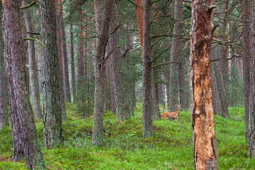 Beautiful deer roe in the pine forest. Baltic sea seaside, Poland.