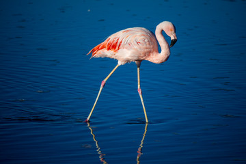 Fototapeta na wymiar Flamingo - Atacama