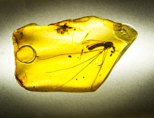 Prehistorical insect trapped in Amber stone