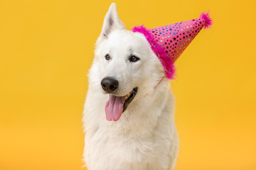 Cute funny dog with party hat on color background