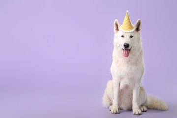 Cute funny dog with party hat on color background