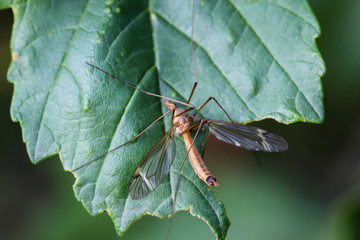 Macro einer Langbeinmücke, oder Snake