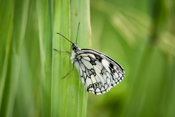ein C- Falter auf eine Pflanze
