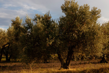 olive trees at sunset in the country