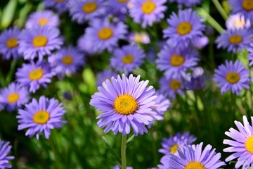 Purple Alpine asters in the garden enjoy the sun.