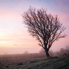 Fototapeta na wymiar Tree in winter with beautiful morning sky in the back