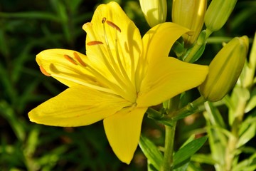 Fototapeta premium Huge gorgeous yellow Lily in the garden close up.