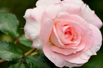 Delightful pink rose with water drops after rain in the garden close-up
