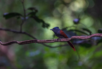Asian paradise flycatcher on the branch in forest Thailand