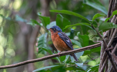 hite-throated Rock Thrush (Monticola gularis) bathing and splashing in freshwater lake, resident bird of Thailand. 