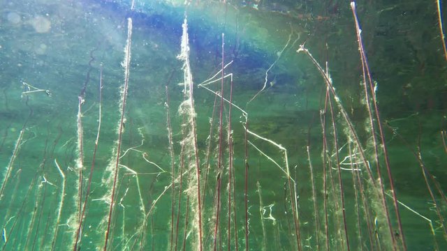 Underwater low angle view of Water lobelia flower stems
