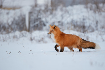 Red fox in the snow background
