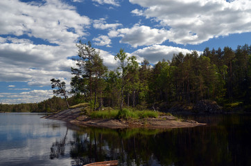 Fototapeta na wymiar Forest on a summer day in Central Norway